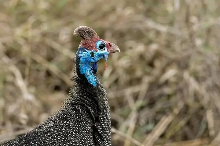 Helmeted Guineafowl Close Up